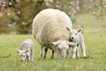 Naklejka na ściany i meble sheep and spring lamb
