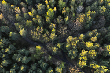 Fototapeta na wymiar aerial view on forest