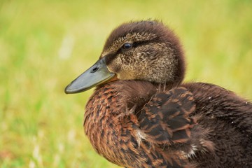  Young female mallard duck