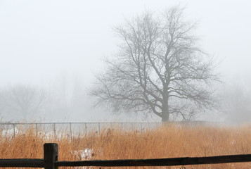 Trees in Fog