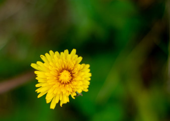yellow dandelion flower in spring