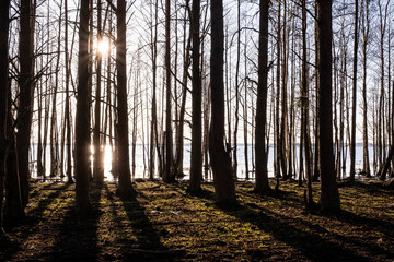 sunset in the woods by the lake with tree silhouettes