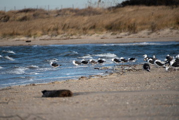 Great Black Backed Gull