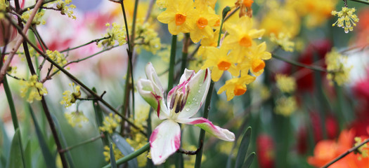 spring flowers in the garden