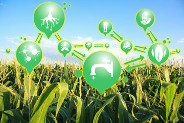 Green corn field and icons of iot application. Smart farming and digital agriculture