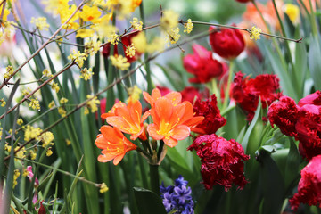 spring flowers in the garden