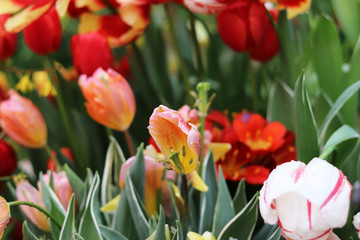 Fototapeta premium spring flowers in the garden
