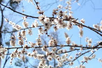 cherry blossom in spring