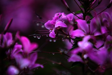 Fototapeta na wymiar Close-up Of Purple Flowers Growing Outdoors