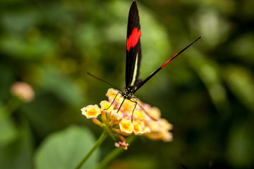 Beautiful and colorful macro photography butterfly.