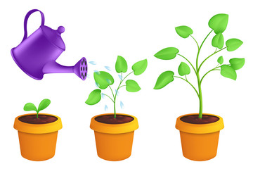 Infographic different stages of young plants growing up with the watering can. Vector botanical illustration of green sprout with leaves in pot isolated on white background