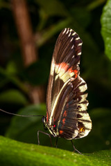 Beautiful and colorful macro photography butterfly.