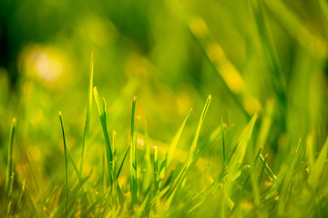 Grass straws in shallow dept of field, blurry bright green lawn meadow grass blades, sunny day in spring, background with copy space, frog perspective of growing plants
