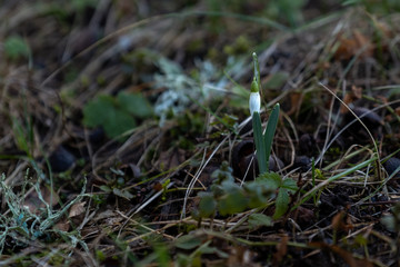 Flower in the forest in spring, snowdrop white.