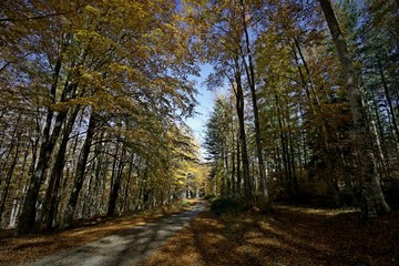 BELLEZZE DI CALABRIA
Autunno in Sila