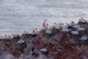 Fototapeta premium Germany, Helgoland, Morus bassanus, colony of white gannets sitting on nests on a red rock lit by the setting sun in the background beautiful sea