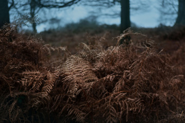 autumn in the forest