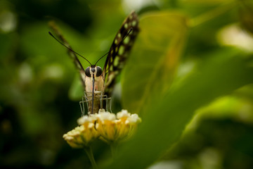 Beautiful and colorful macro photography butterfly.