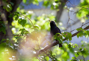 Common starling among the branches of a tree