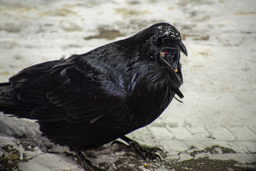 A curious & smart raven seen in northern Canada, Yukon Territory. Wild animals in Canada. 