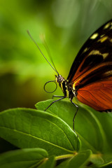 Beautiful and colorful macro photography butterfly.