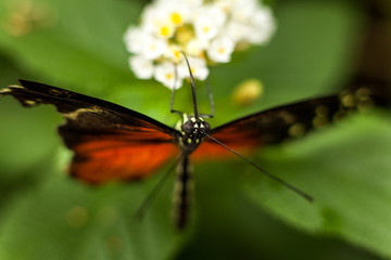 Beautiful and colorful macro photography butterfly.
