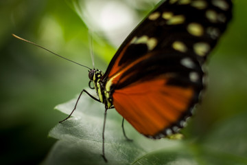 Beautiful and colorful macro photography butterfly.