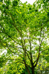 green leaves in the forest