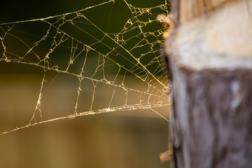 Spider web by the three in golden hour sunsine, setting sun time, damaged cobweb in light, blurred cutting of three