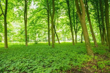 Obraz premium green forest in the morning