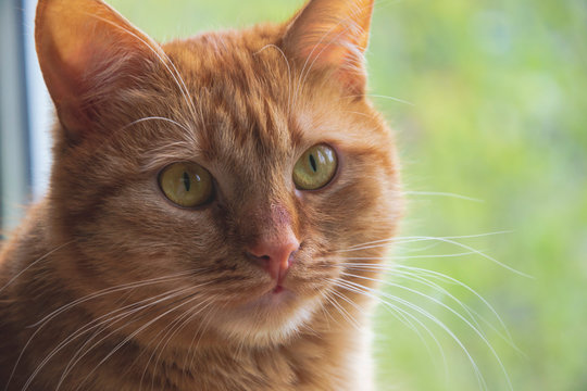 Portrait of red cat with green - brown eyes. Domestic animals. Family young cat. Close up picture of cat eyes and whiskers. Home staying cat looking around. 