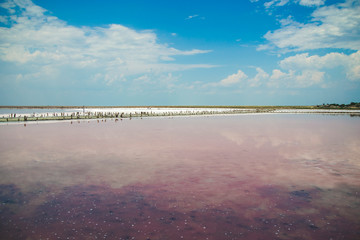 Salt pink lake in Ukraine. Blue sky with clouds and deep pink, red and purple shades in the water. Tourist attractions in Khersons'ka oblast. Unbelievable landmark. Sivash lake. Wallpaper picture. 