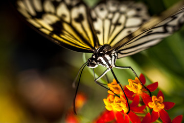 Beautiful and colorful macro photography butterfly.