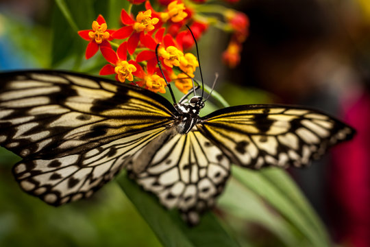 Beautiful and colorful macro photography butterfly.