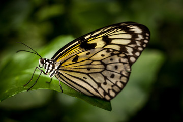 Fototapeta na wymiar Beautiful and colorful macro photography butterfly.