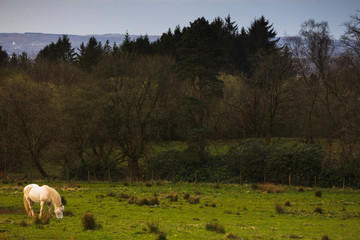 White horse in a field in the west of Scotland on a winter morning. 