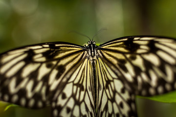 Fototapeta na wymiar Beautiful and colorful macro photography butterfly.