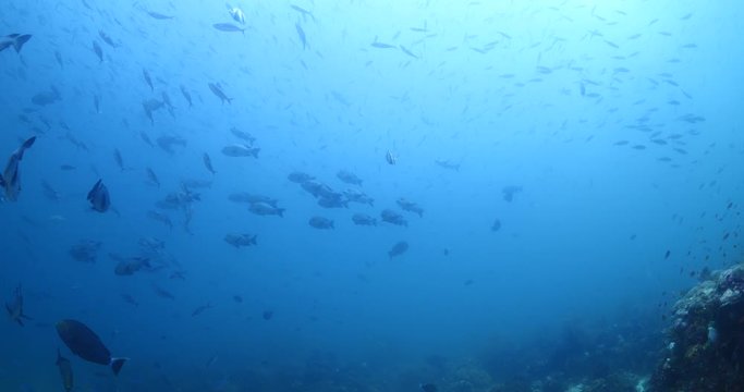 big eye snappers underwater  school of fish in tropical waters some corals
