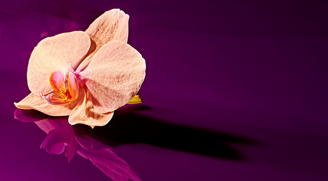 Fototapeta Close up of orchid flower