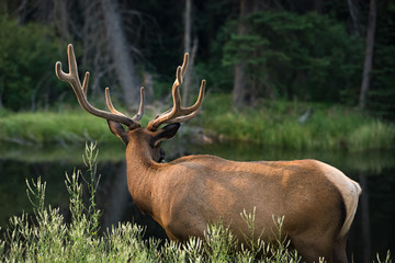 Deer with huge, beautiful antlers facing away and looking at a forest in Canada.