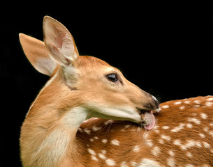 One fawn (baby deer) licking his back in a close up portrait on a black background.