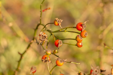 red berries on a green background
