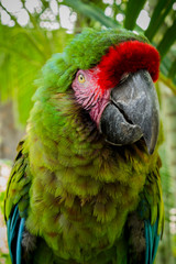 Green macaw
