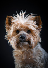 Portrait of an adorable Yorkshire Terrier looking at camera