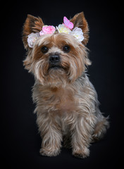 Portrait of an adorable Yorkshire Terrier dog