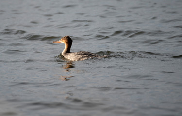 Red Breasted Merganser