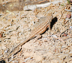 Lizard on dirt