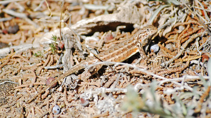Lizard in dirt