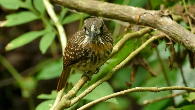 Bright red eyes of the white whiskered puffbird standing in rainforest