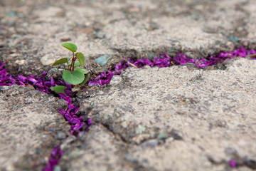 Hope of life, overcome challenges, new life concept with seedling (Judas tree) growing sprout on the cracked ground filled with purple Judas tree blossoms, in botanical garden.